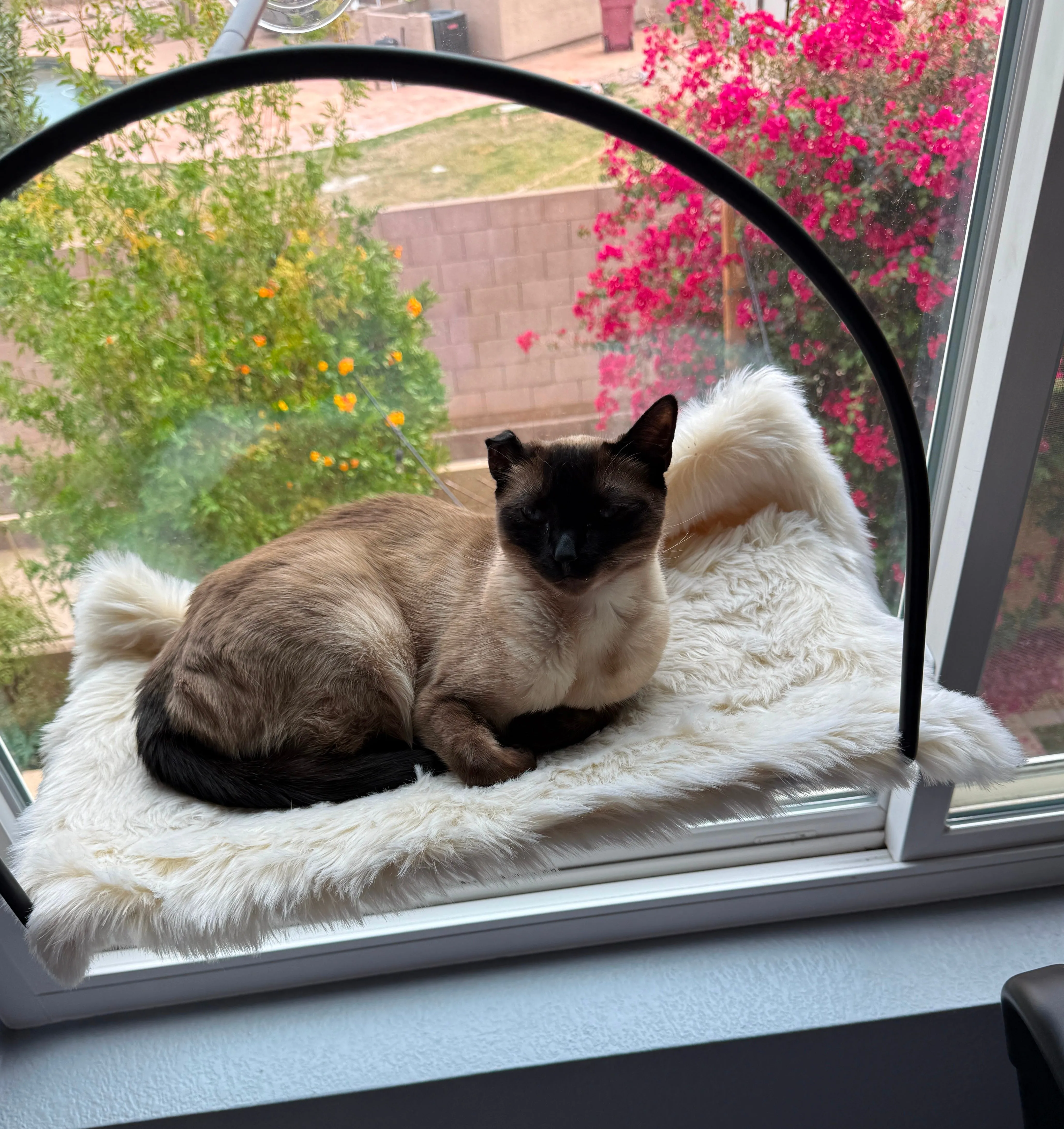 Cat window perch